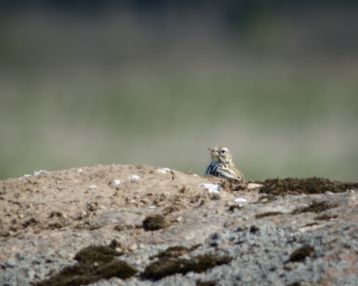 Meadow Pipit - Анастасия Яковлева