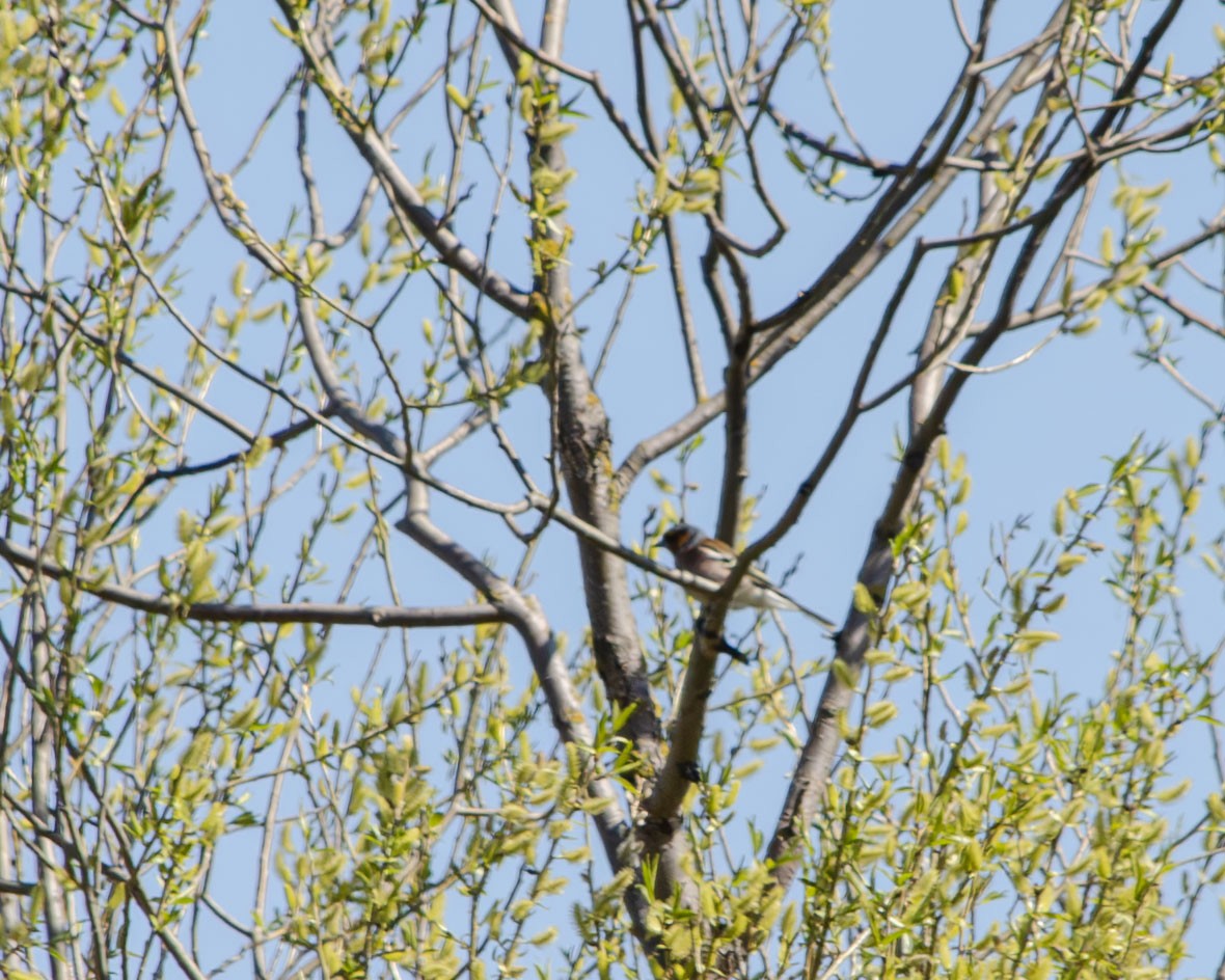 Common Chaffinch - Анастасия Яковлева