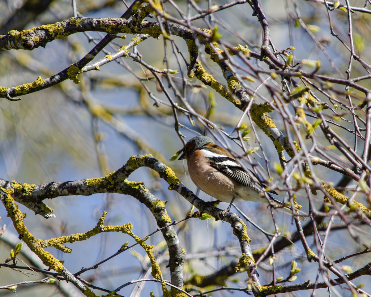 Common Chaffinch - Анастасия Яковлева