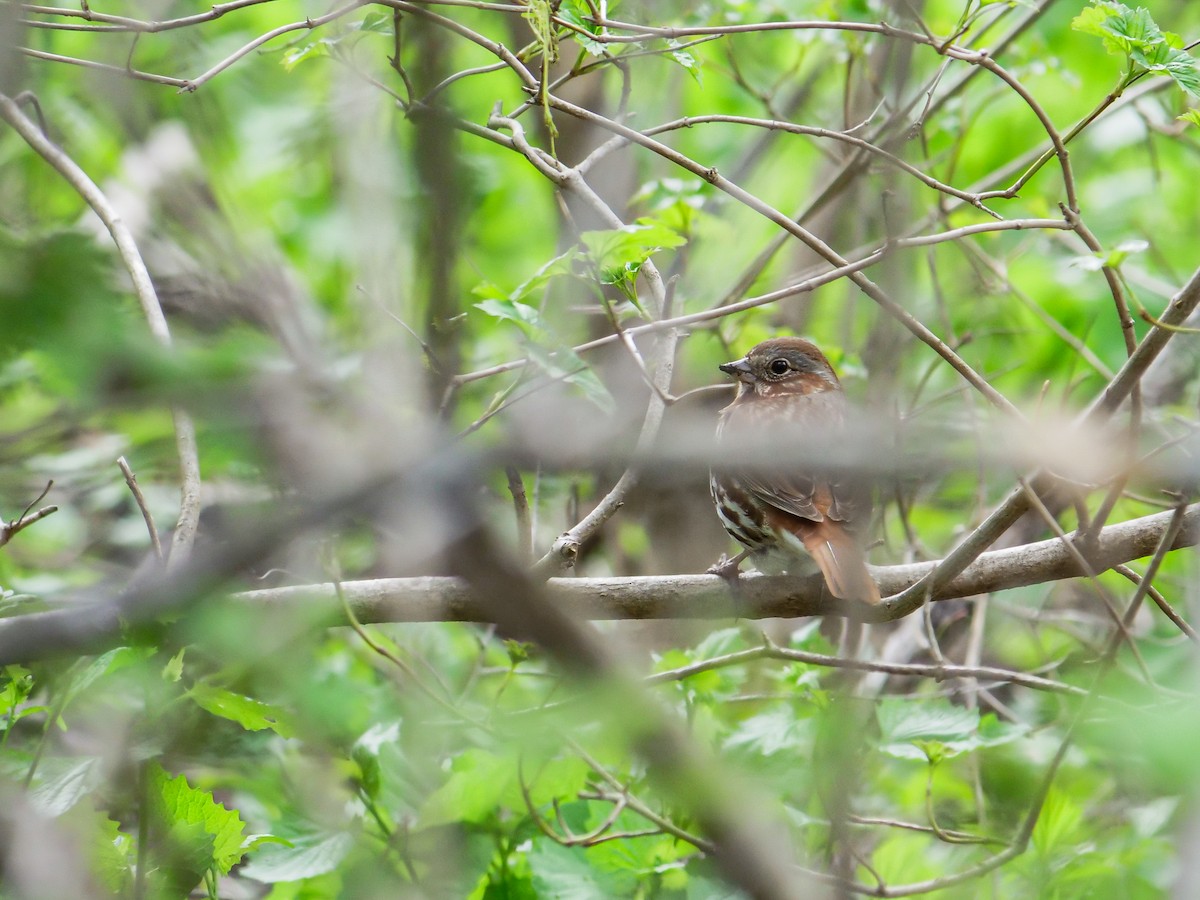 Fox Sparrow (Red) - ML619435675