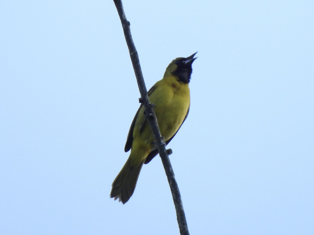 Orchard Oriole - Nancy VanCott