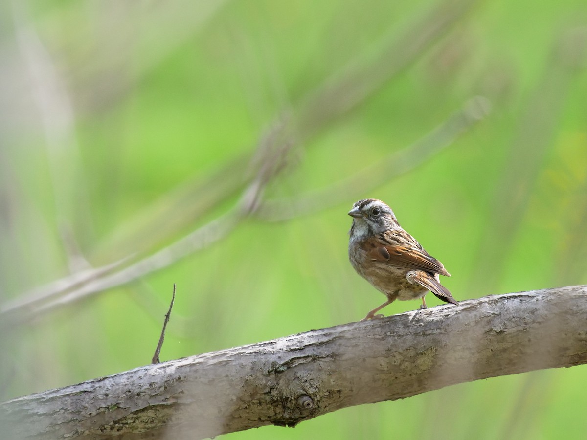 Swamp Sparrow - Bob Izumi