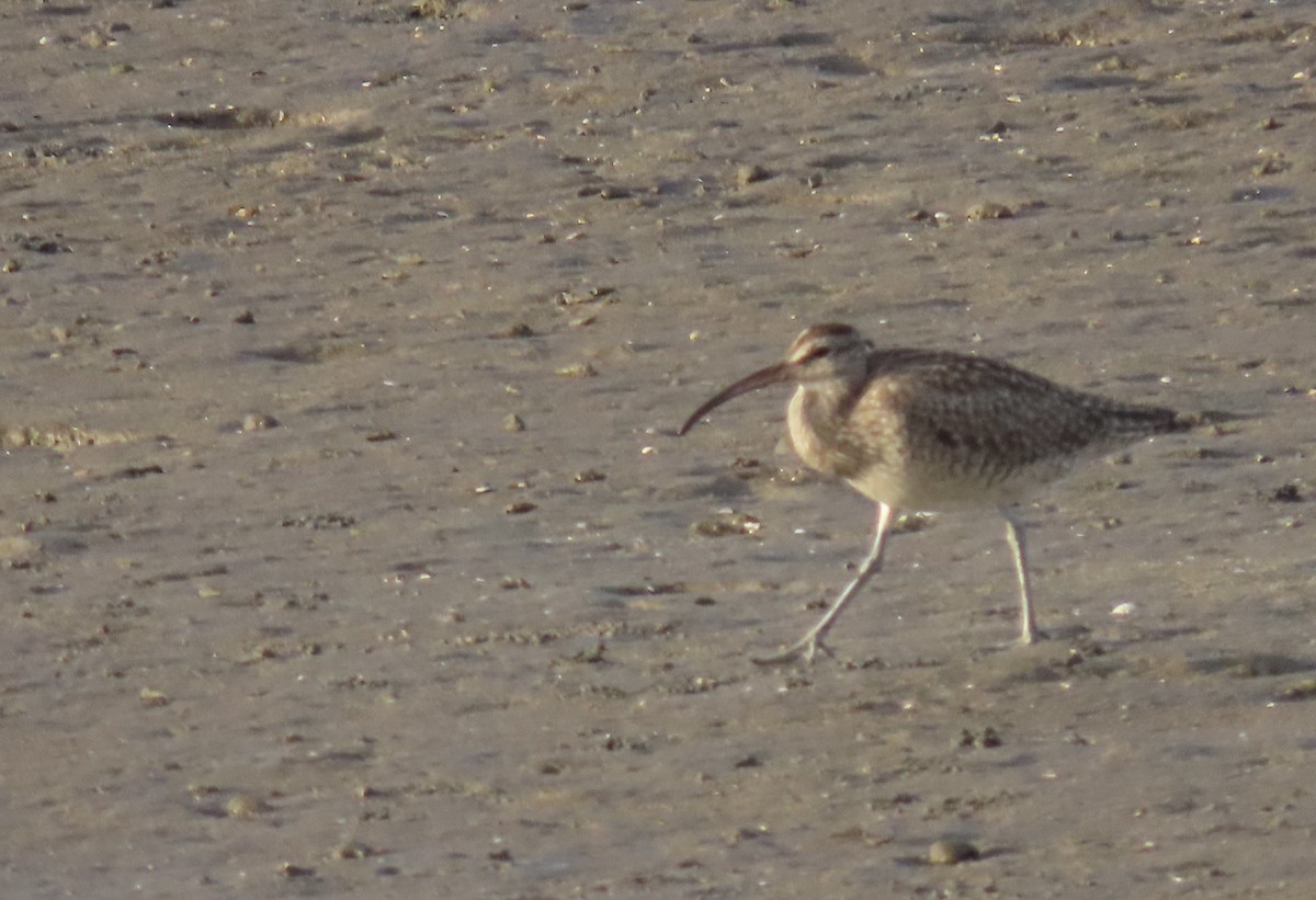 Whimbrel - Sue Beatty