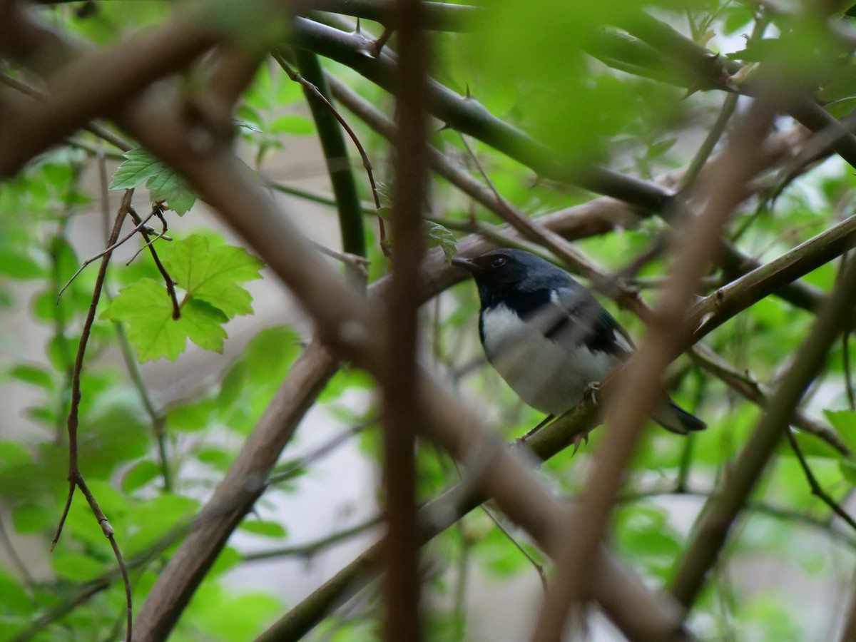 Black-throated Blue Warbler - Bob Izumi