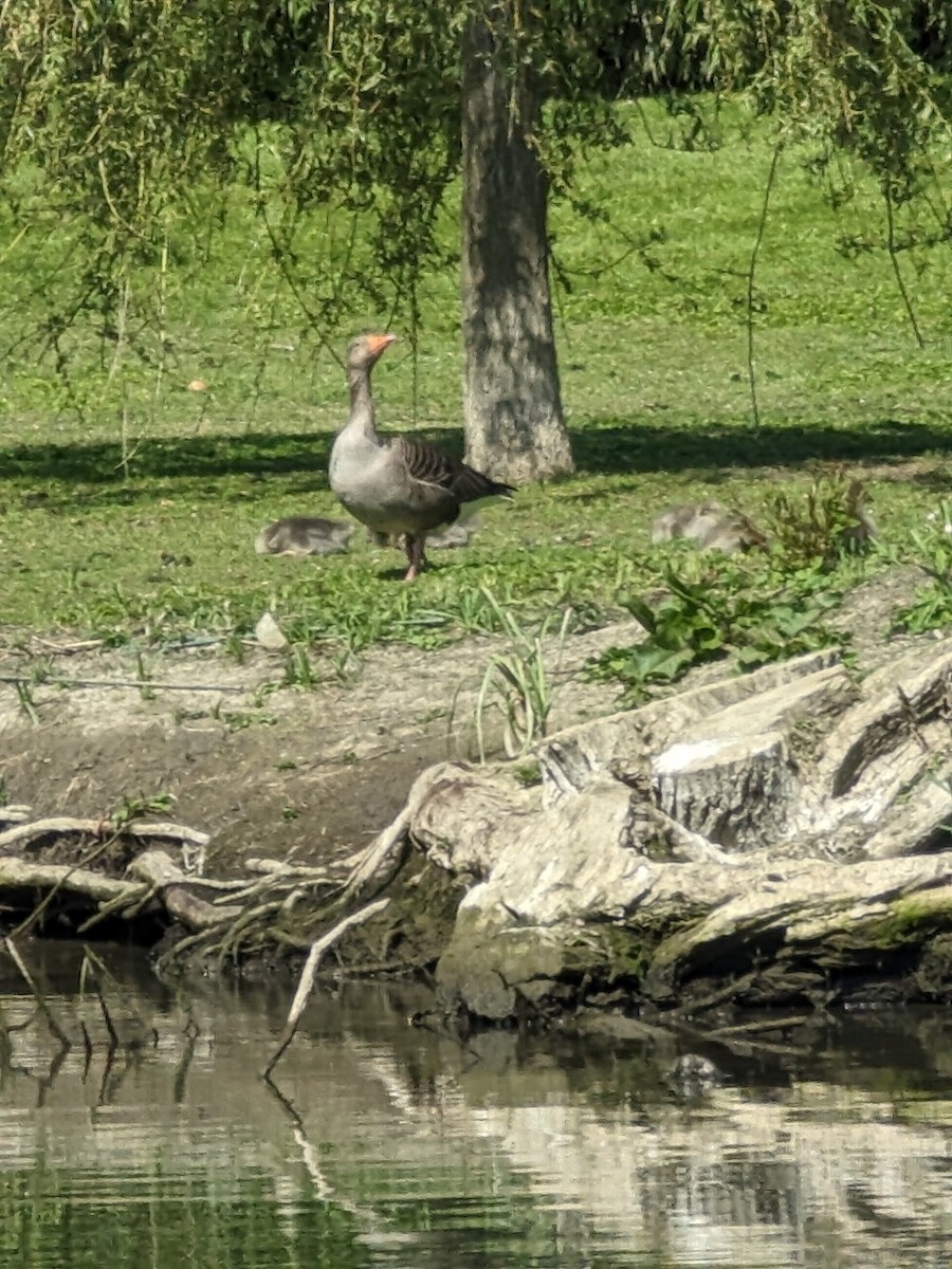 Graylag Goose - Deborah Fahy