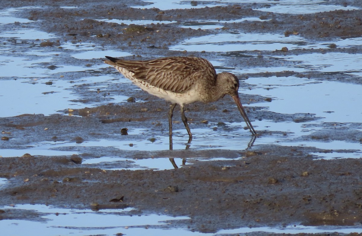 Bar-tailed Godwit - Sue Beatty