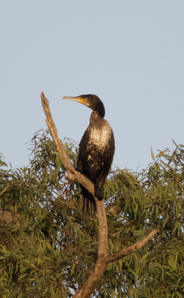 Great Cormorant - Yvonne van Netten