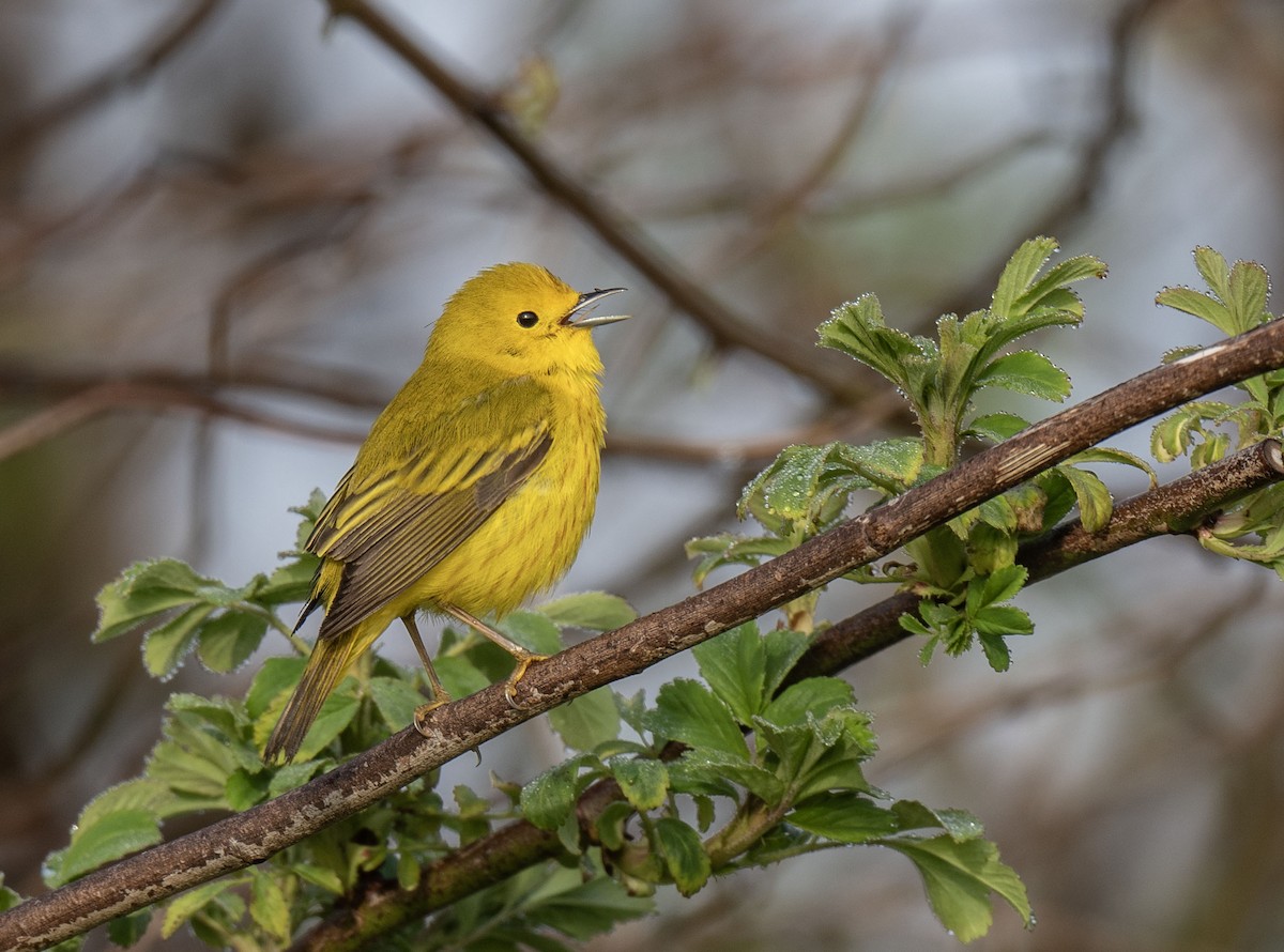 Yellow Warbler - Ronnie d'Entremont