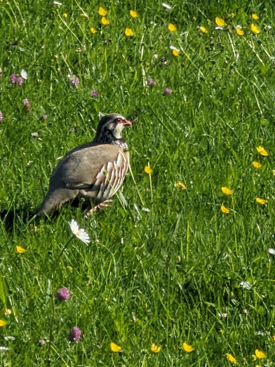 Red-legged Partridge - Deborah Fahy