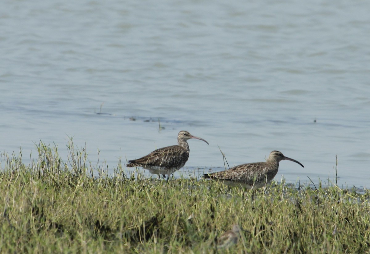 Whimbrel - Tarun Singh