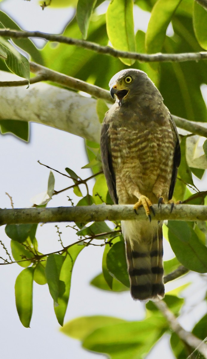 Roadside Hawk - ML619435758