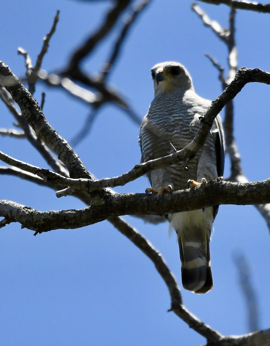 Roadside Hawk - ML619435759