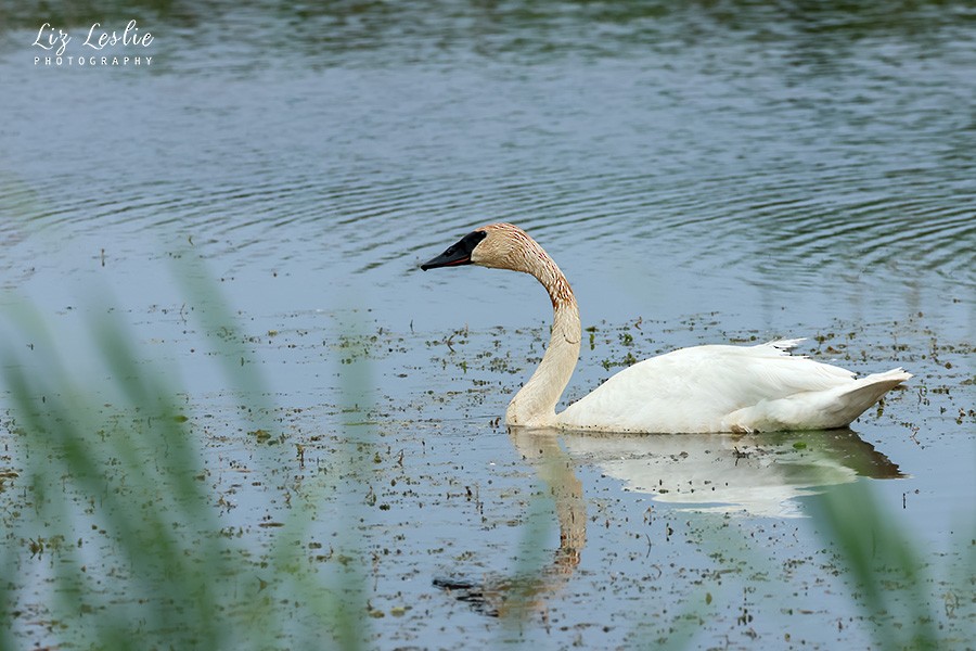 Trumpeter Swan - elizabeth Leslie