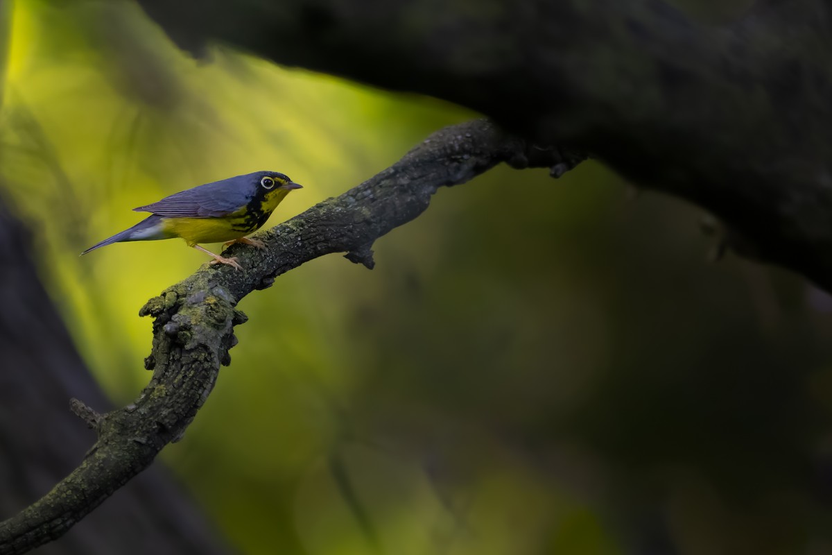 Canada Warbler - Matthew Dolkart