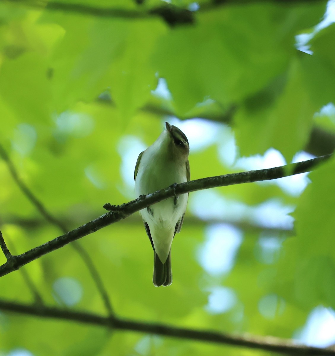 Red-eyed Vireo - Marie Provost
