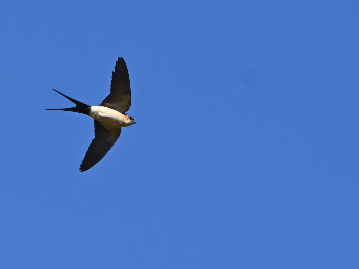 Red-rumped Swallow - Manuel Espenica