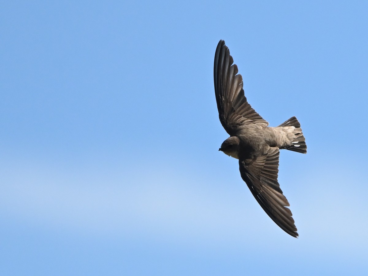 Eurasian Crag-Martin - Manuel Espenica