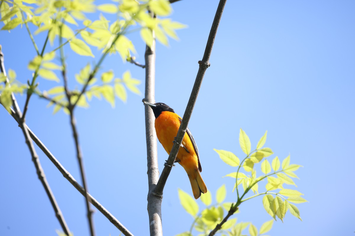 Baltimore Oriole - Marie Provost