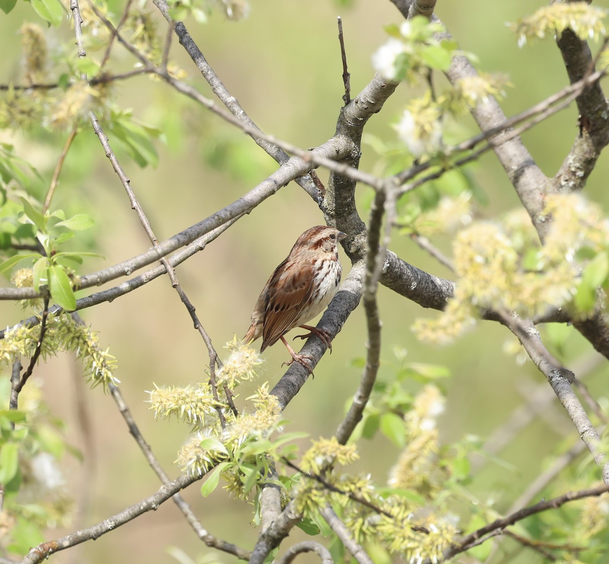 Song Sparrow - Marie Provost