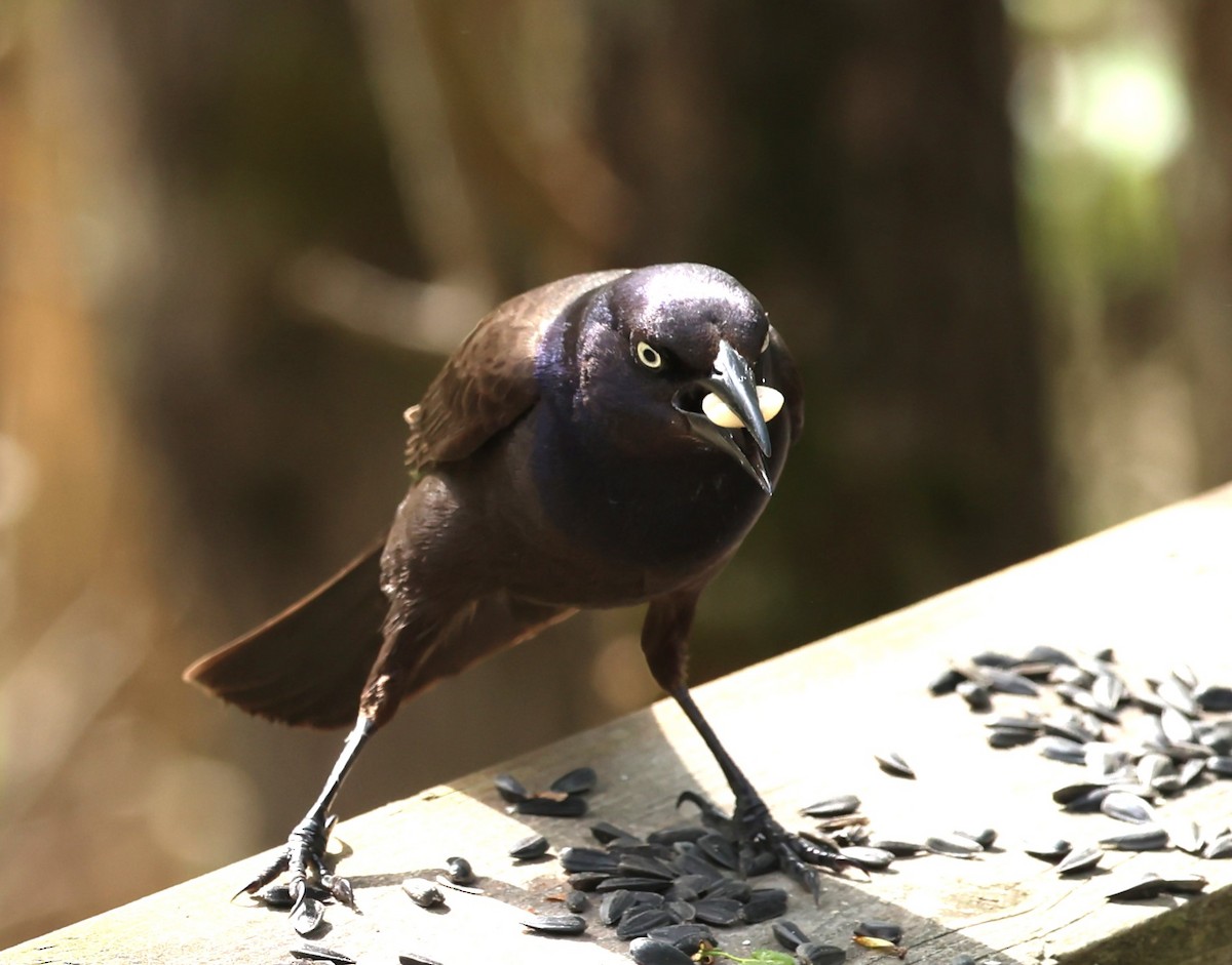 Common Grackle - Marie Provost