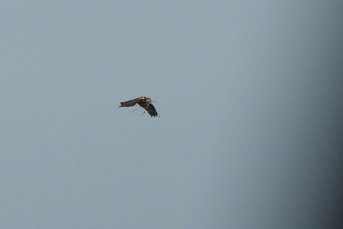 Western Marsh Harrier - Miroslav Mareš