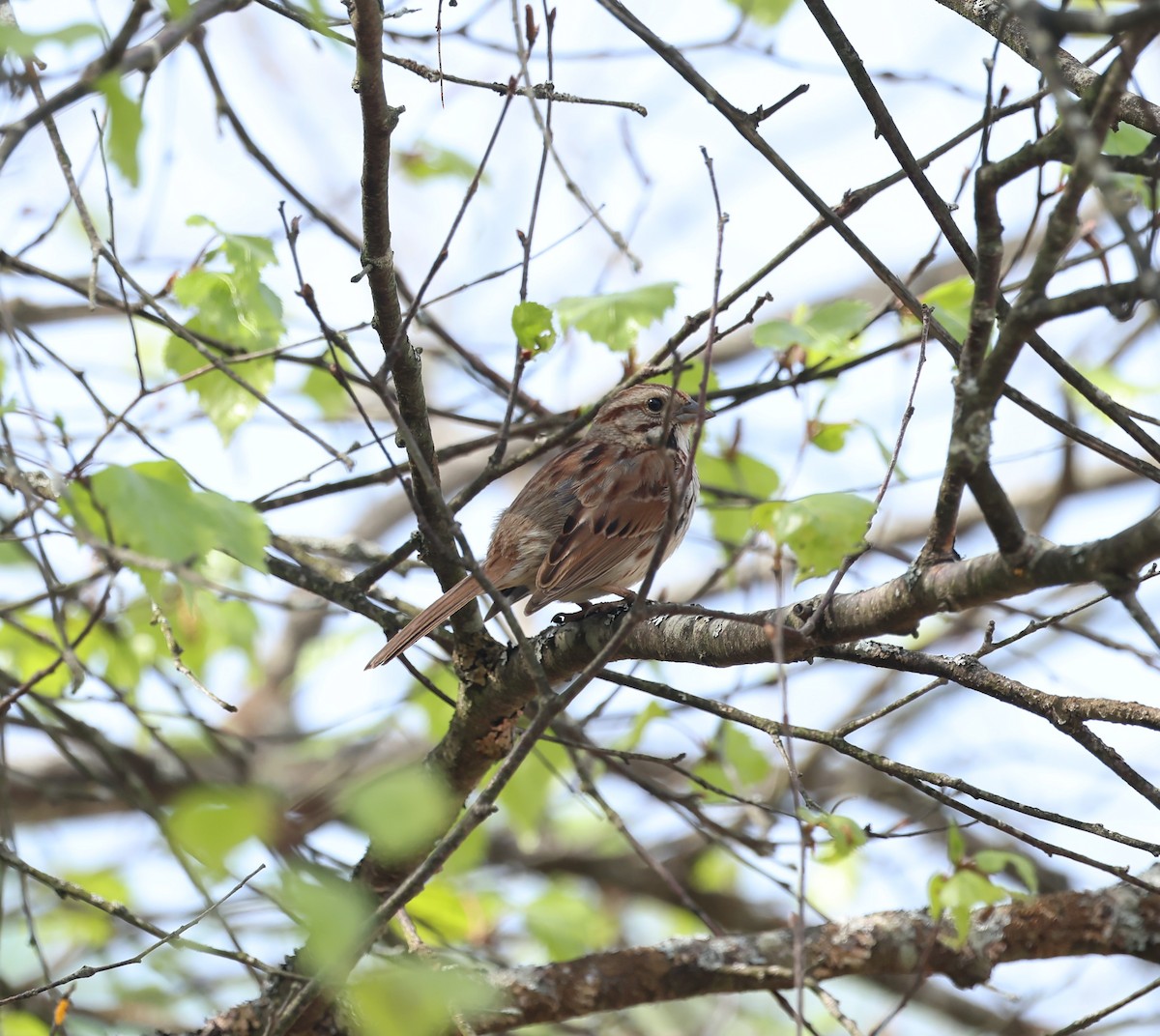 Song Sparrow - Marie Provost