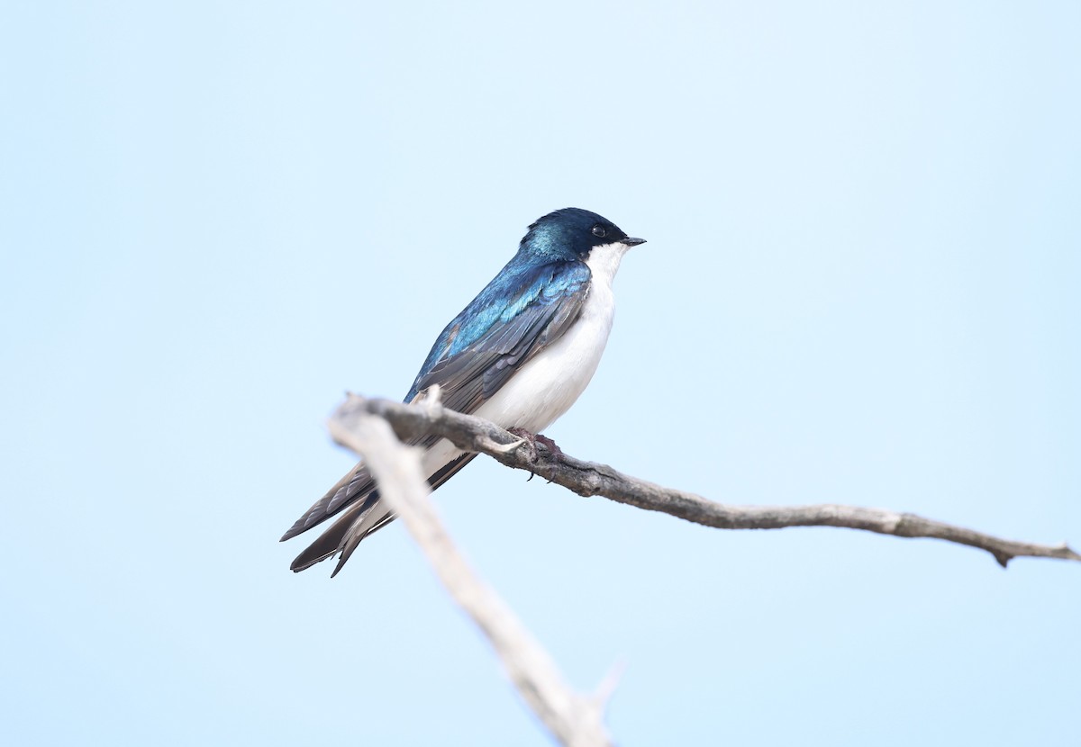 Tree Swallow - Marie Provost