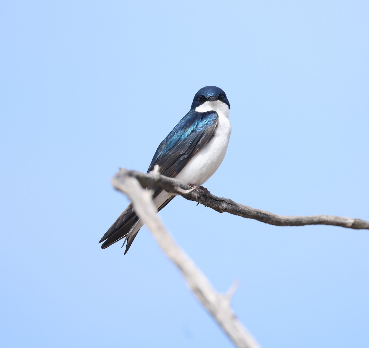 Tree Swallow - Marie Provost