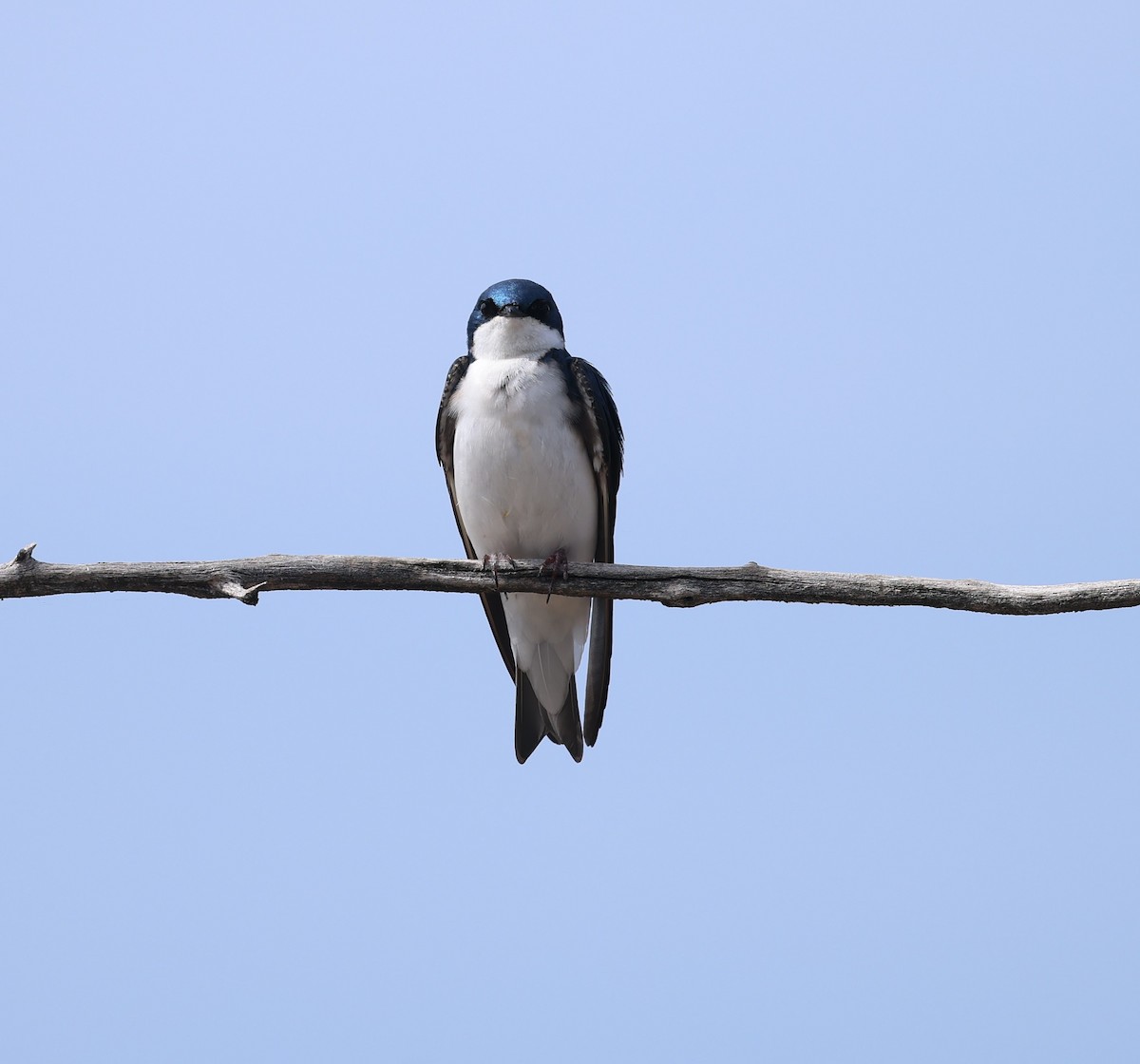 Tree Swallow - Marie Provost