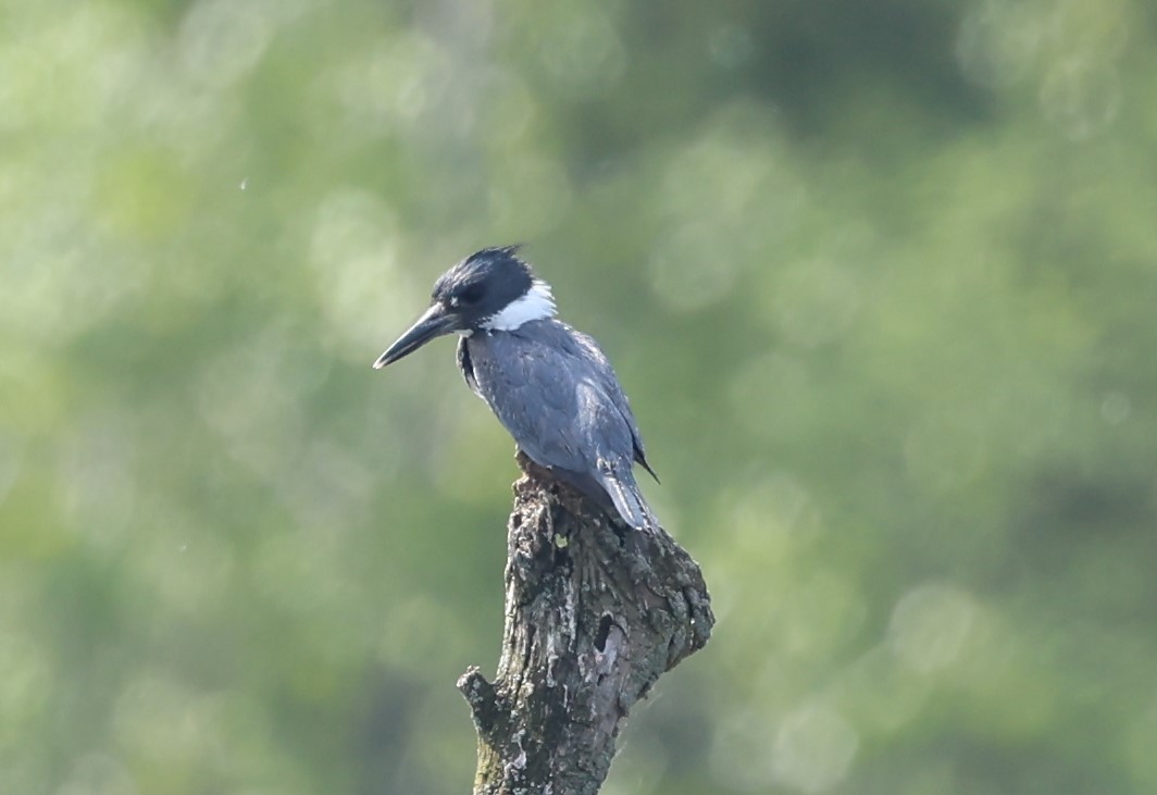 Belted Kingfisher - Marie Provost