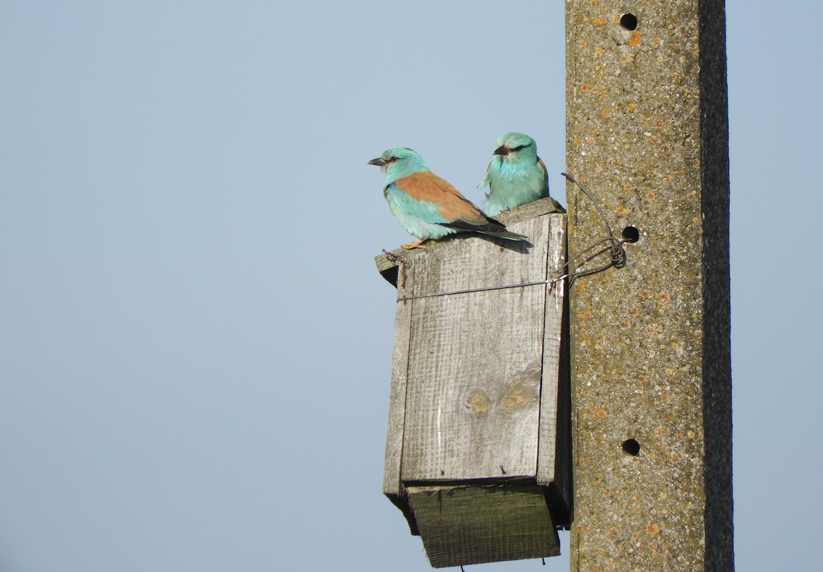 European Roller - Miroslav Mareš