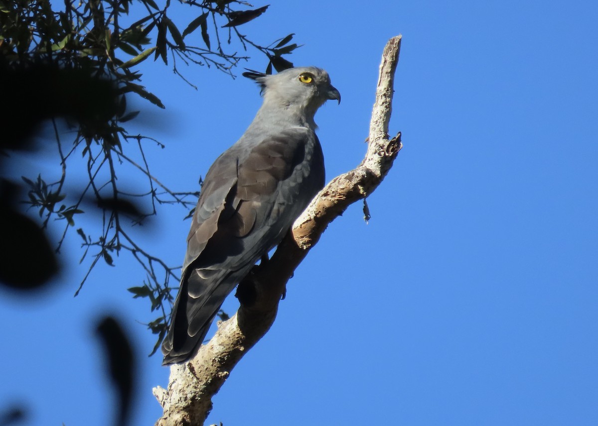 Pacific Baza - Sue Beatty