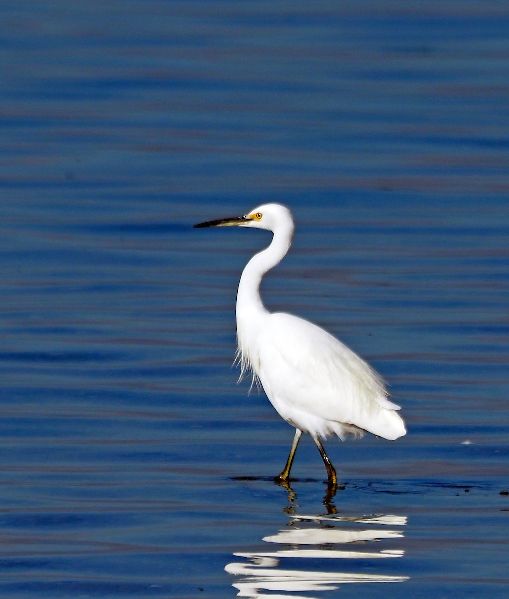 Little Egret - Steve Law