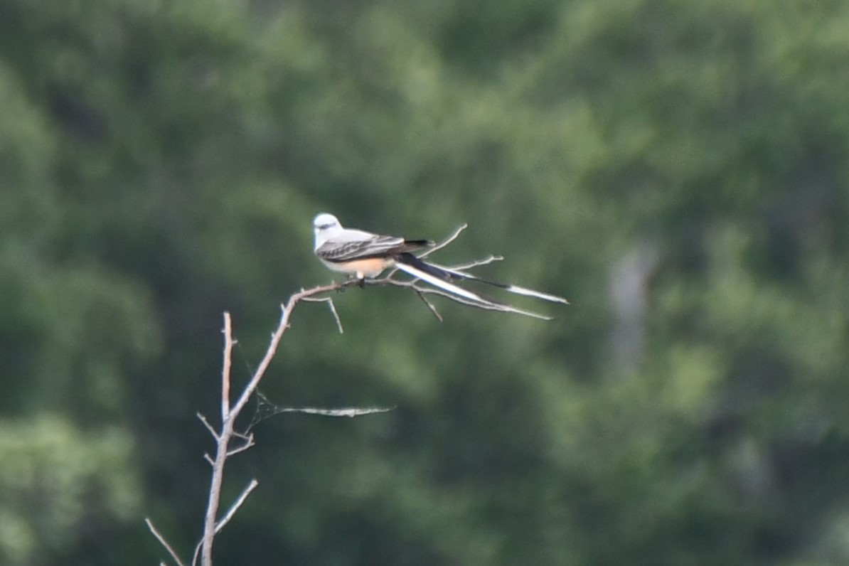 Scissor-tailed Flycatcher - Carmen Ricer