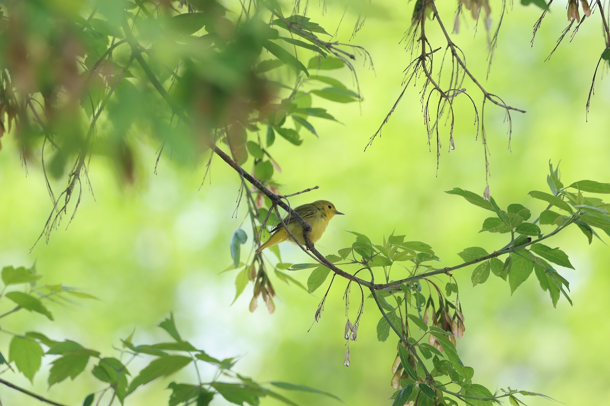 Yellow Warbler - Marie Provost