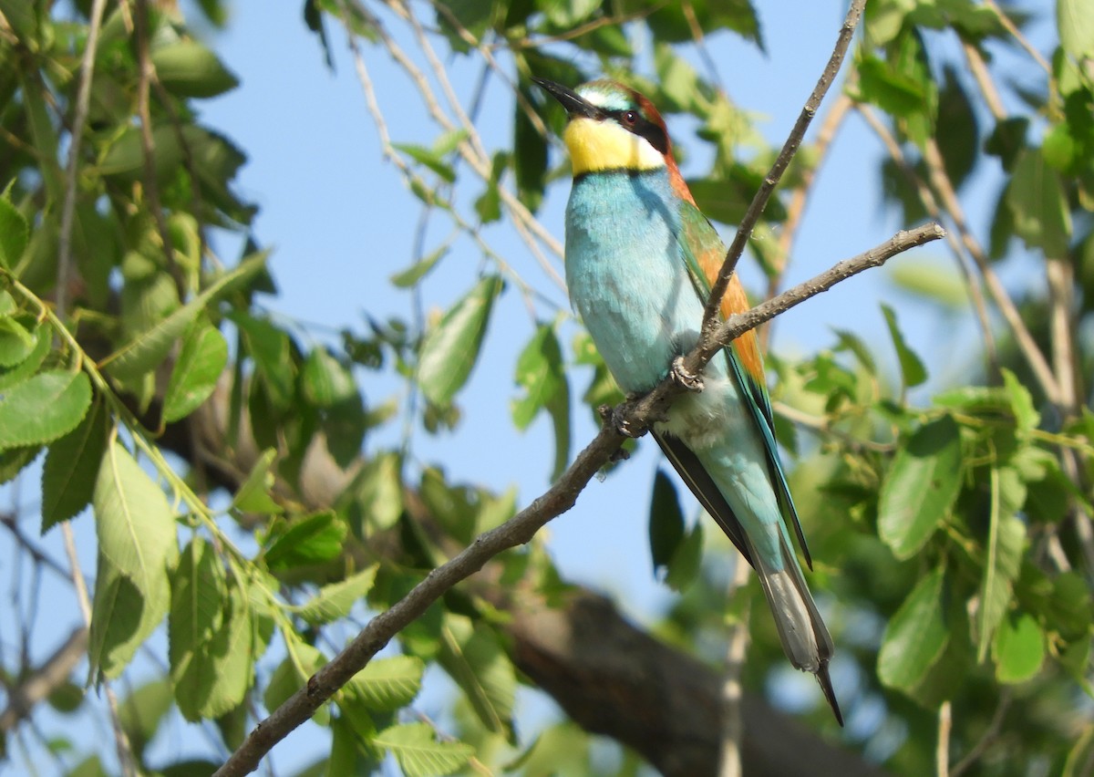 European Bee-eater - Miroslav Mareš