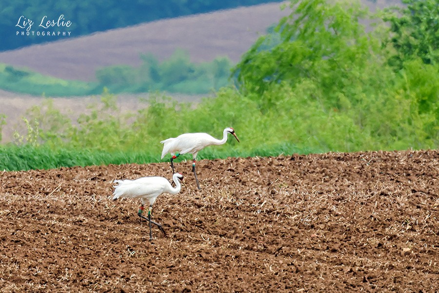 Whooping Crane - elizabeth Leslie