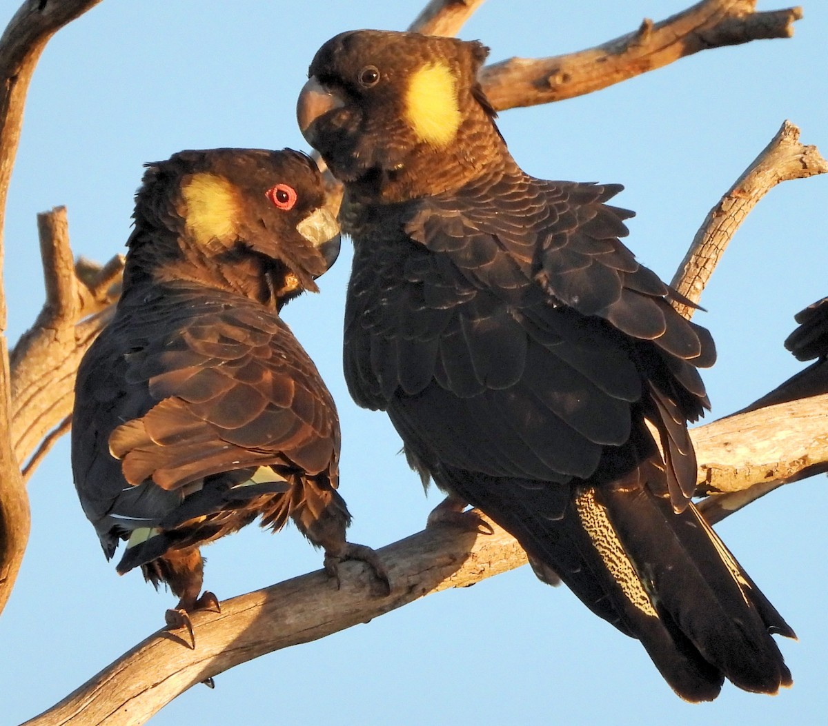 Yellow-tailed Black-Cockatoo - Rodney van den Brink