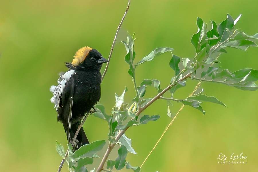 Bobolink - elizabeth Leslie