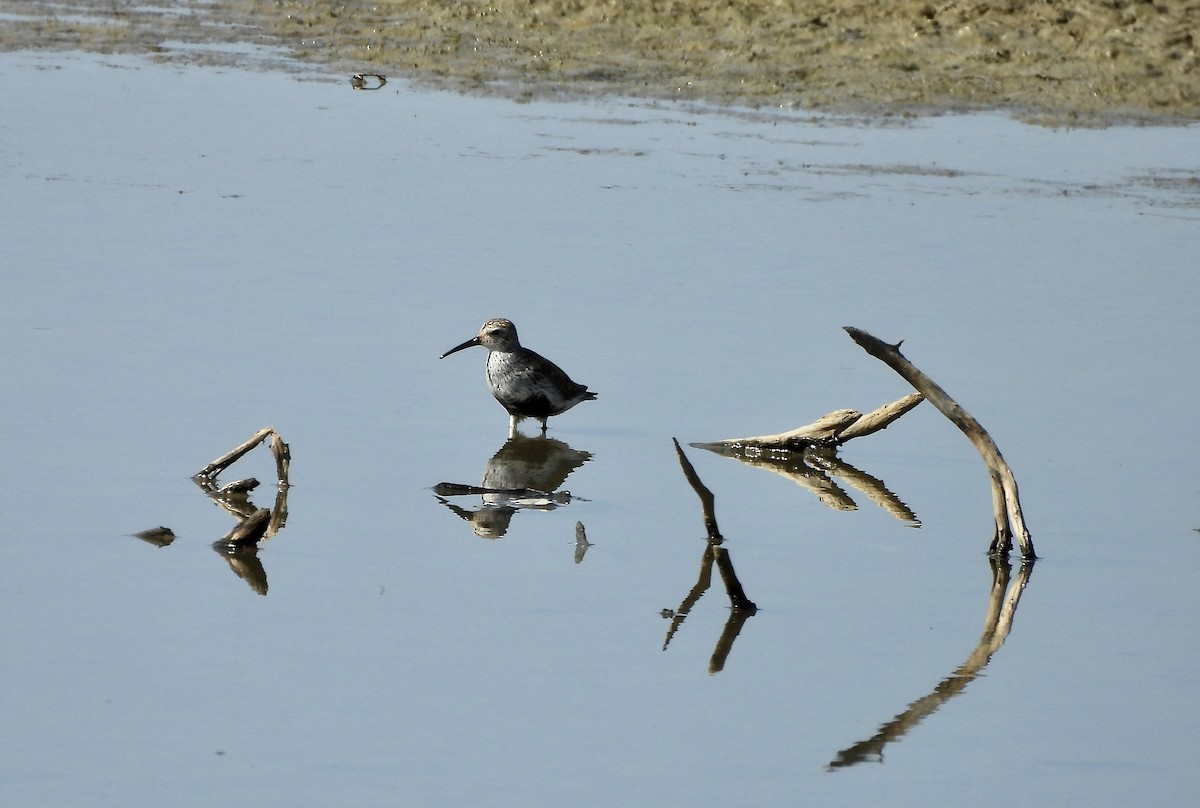 Dunlin - Susan Thome-Barrett