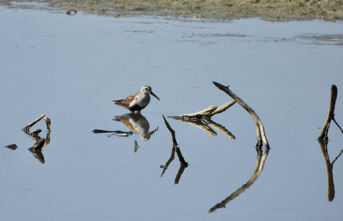 Dunlin - Susan Thome-Barrett