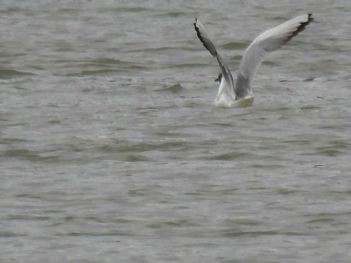 Black-headed Gull - Mike Coulson