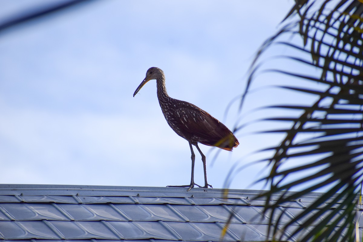 Limpkin - ML619435898