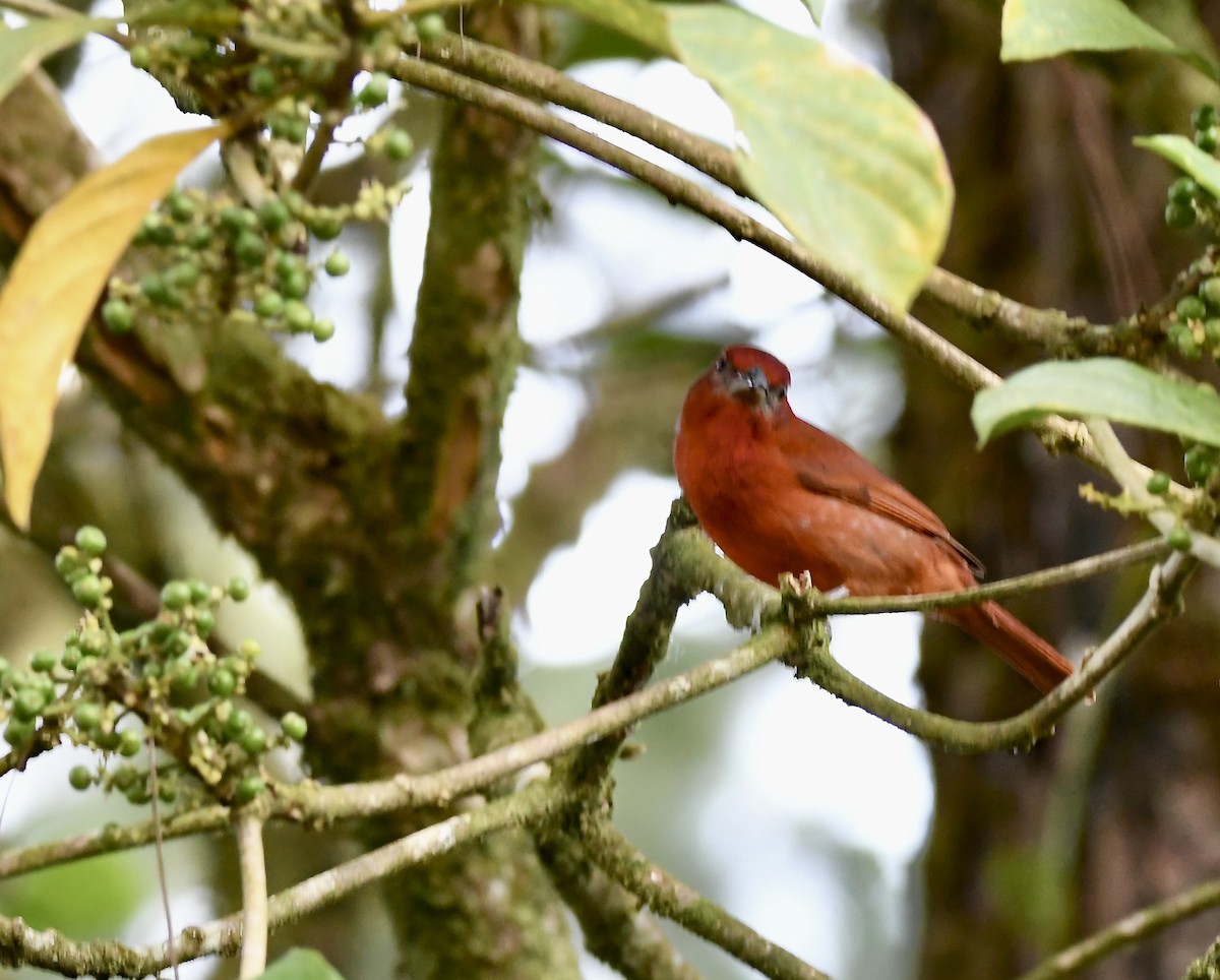 Red-throated Ant-Tanager - mark perry