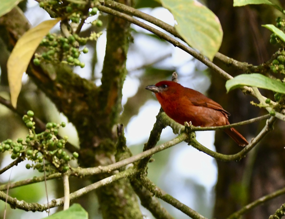 Red-throated Ant-Tanager - mark perry