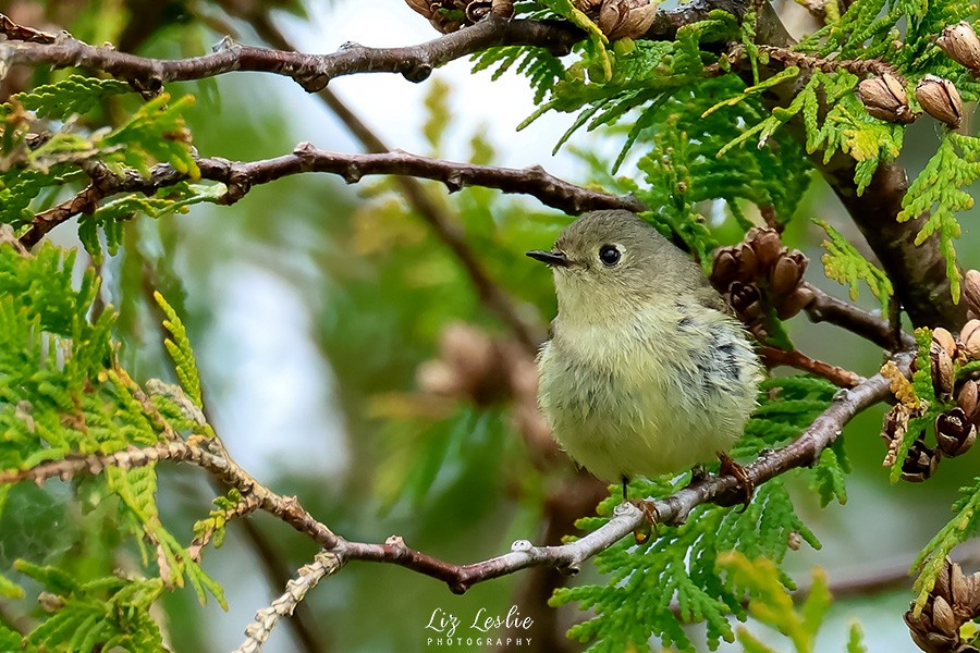 Ruby-crowned Kinglet - elizabeth Leslie