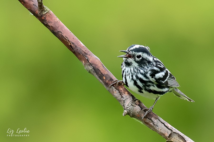 Black-and-white Warbler - elizabeth Leslie