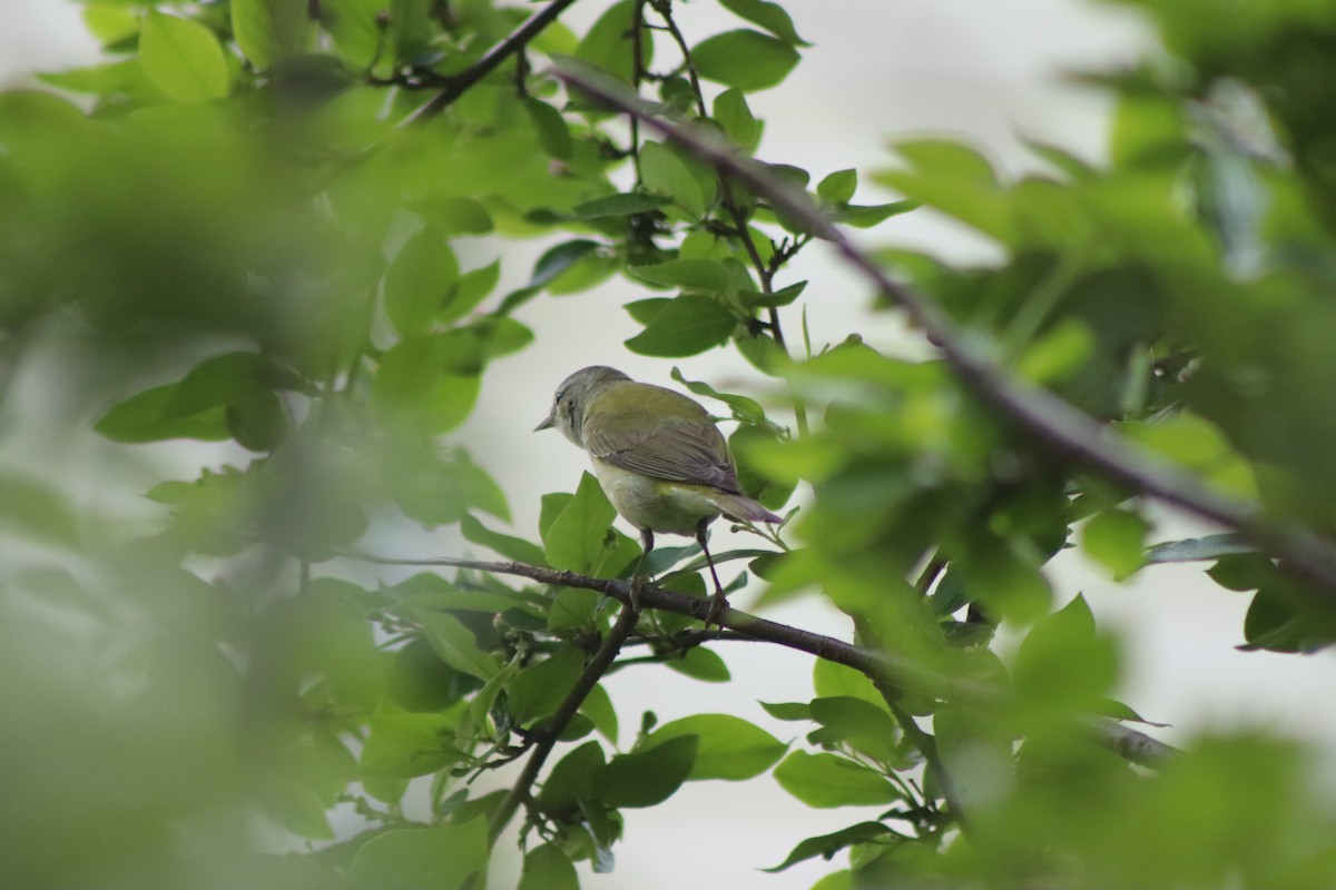 Tennessee Warbler - Cory Ruchlin