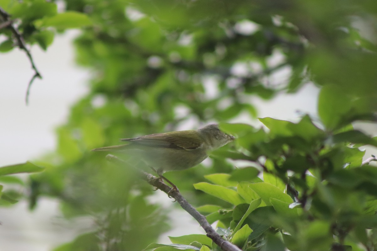 Tennessee Warbler - Cory Ruchlin