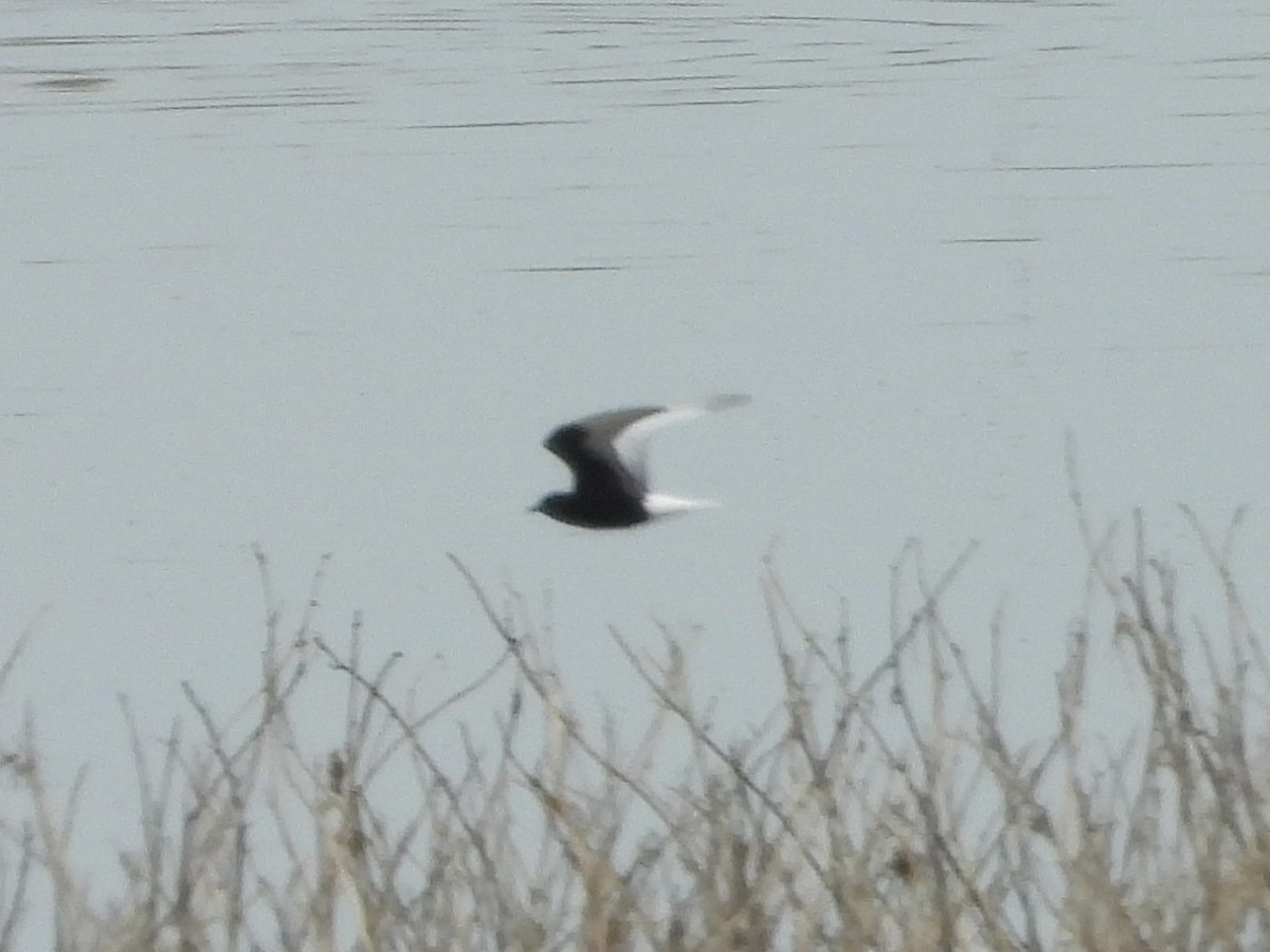 White-winged Tern - ML619435941